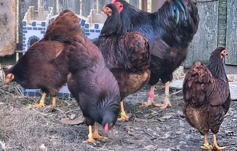 Інкубаційне яйце кур, курчата, Віандот лавандовий, помаранчевий, шоколад