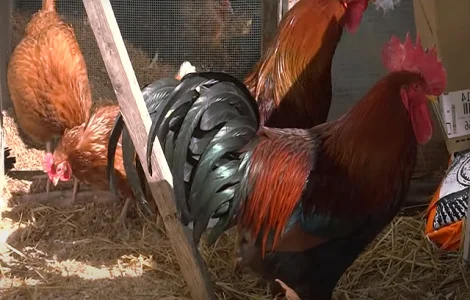 Інкубаційне яйце кур, курчата, Вельзумер