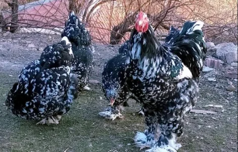 Інкубаційне яйце кур, курчата, Брама Золото, Мармур