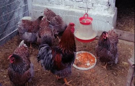 Інкубаційне яйце, курчата, Віандот - срібло, блакитне золото