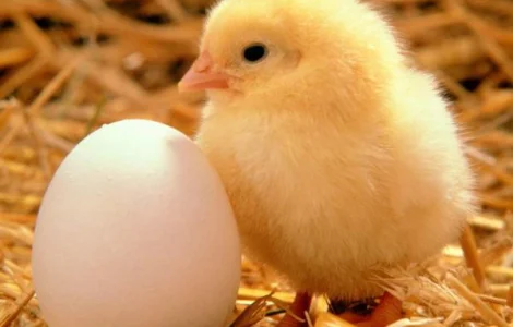 Продам інкубаційне яйце бройлер Кобб 500, росс 308