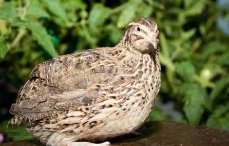 Реалізуємо інкубаційні яйца перепіла Фараона