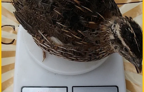 Яйца инкубационные перепела Фараон (селекция Испания)