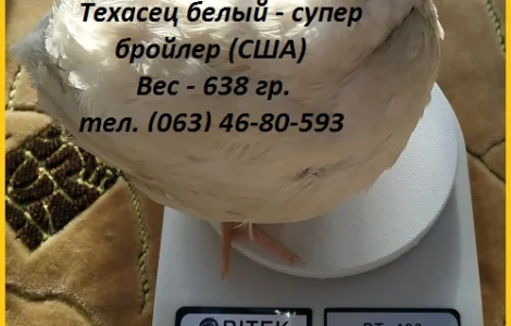 Инкубационные яйца супер - бройлер Белый Техасец - (США Texas)