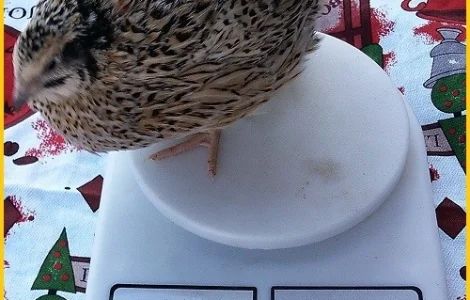 Яйца инкубационные перепела Феникс Золотистый (линия Франции)