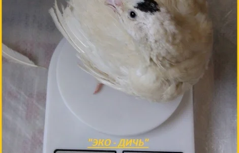 Яйца инкубационные перепела Техасец - бройлер (США Texas A & M)