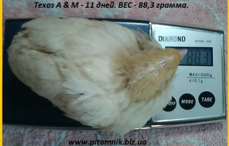 Яйца индопелка инкубационные