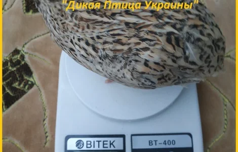 Інкубаційні яйця перепела для маточного стада