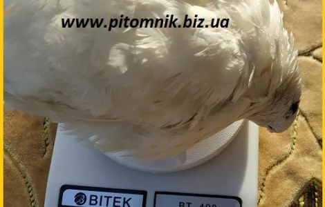 Инкубационные яйца перепела Техасец белый - бройлер (США Texas A & M)