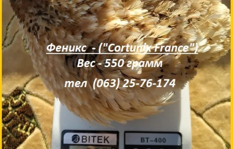 Яйца инкубационные перепела Феникс Золотистый - бройлер