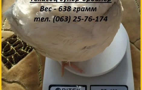 Яйца инкубационные перепела Белый Техасец - супер бройлер (США)