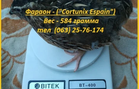Яйца инкубационные перепела Фараон испанский
