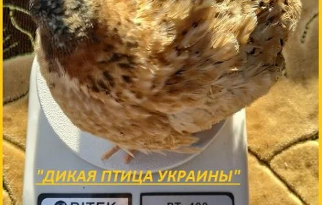 Инкубационные яйца Феникс - яйца инкубационные перепела