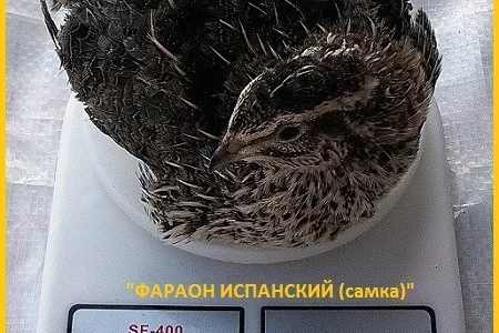 Яйцо инкубационное перепела Фараон Испанский и молодняк