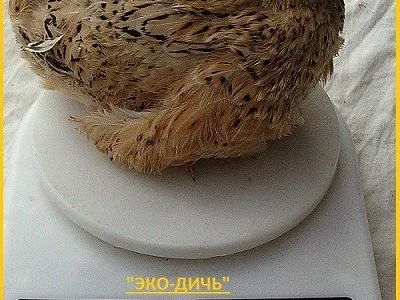 Яйцо инкубационное перепела Феникс Золотистый - бройлер и молодняк