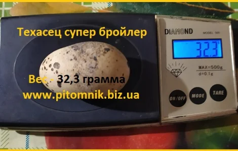 Яйца инкубационные Техасец белый утяжеленный - супер бройлер