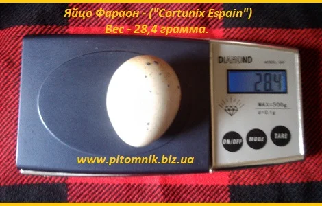 Яйца инкубационные перепела Фараон (селекция Espana)