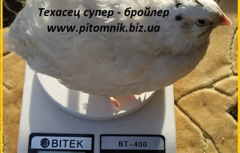 Яйца инкубационные "Техасец белый" - супер бройлер