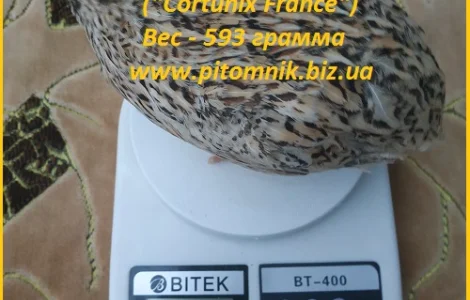 Яйцо инкубационное перепела Феникс Золотистый - (France)