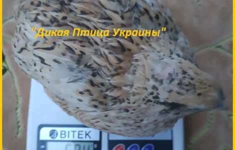 Інкубаційні яйця перепелів