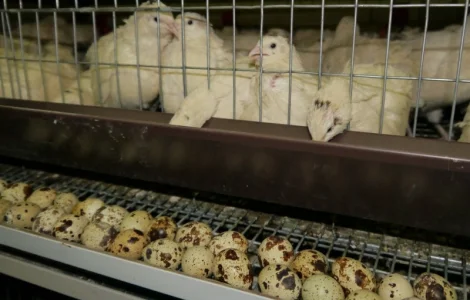 Продам інкубаційні перепелині яйця