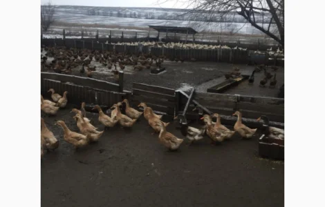 Инкубацыонные яйца утки