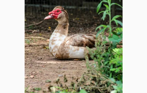 Яйцо мускусных уток (индо)