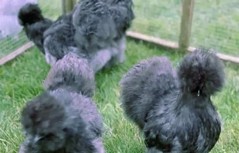 Китайська шовкова шоколад