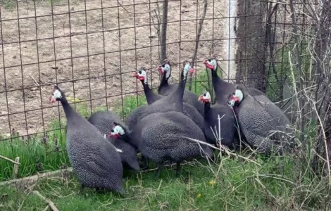 Інкубаційне яйце цесарка сіро-куропатчаста, чубата