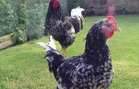 Піта Пінта Астурійська яйце інкубаційне