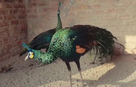 Інкубаційне яйце Павич (Павлін), трьох забарвлень синій, зелений, білий