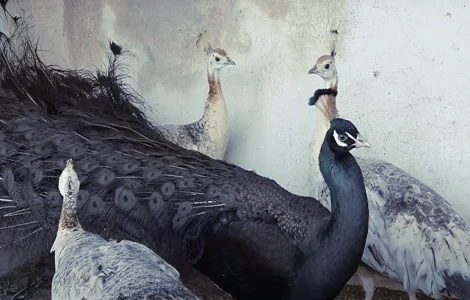 Продається яйце інкубаційне, курчата. Павич (Павлін) Бронзовий