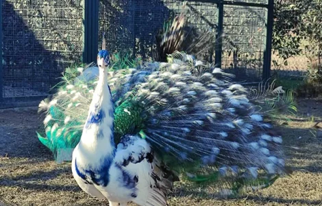 Продається яйце інкубаційне, курчата. Павич (Павлін) строкатий(індійський), опаловий(інд.)