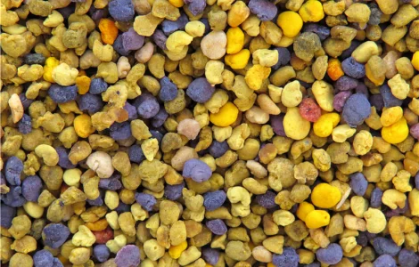 Пыльца 2024 года