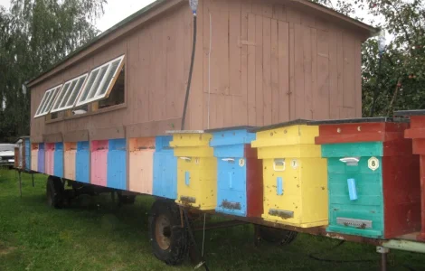 Продается пыльца пчелиная 2026 года