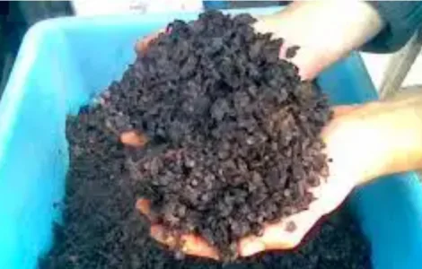 Куплю мерву