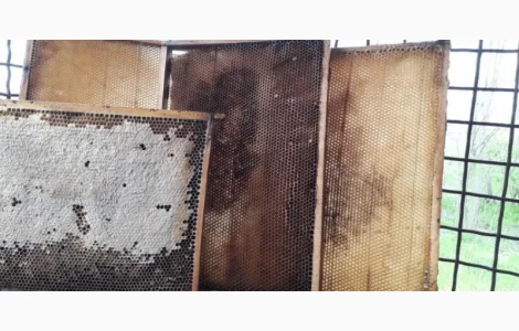 Продаю пасеку з вуликами, рамками та сушшю