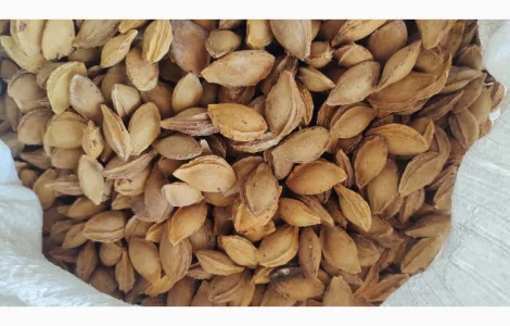 Продам кісточку абрикосову