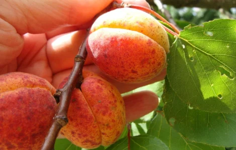 Продам саджанець Абрикос садовий урожайний