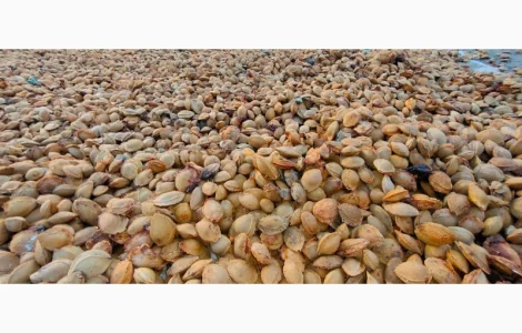 Абрикосова кісточка