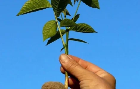 Сіянці волоського горіха для озеленення 2 та 3 річні (Україна)