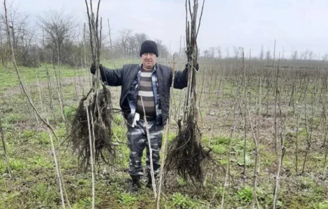 Саджанці волоського горіха, привиті, 1 річні, сорт Чернівецький 1 (Україна)