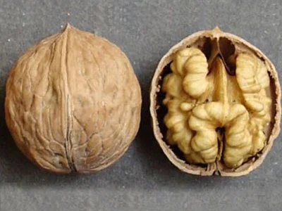 Привиті саджанеці волоського горіху сорт Пісчанський