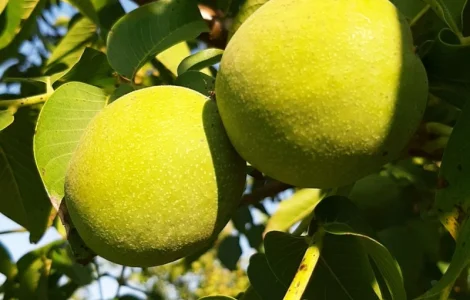 Привиті саджанеці волоського горіху сорт Чернівецький 1