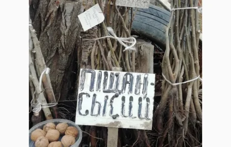 Продам саджанцы грецкого ореха