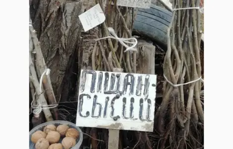 Продам саженцы грецкого ореха