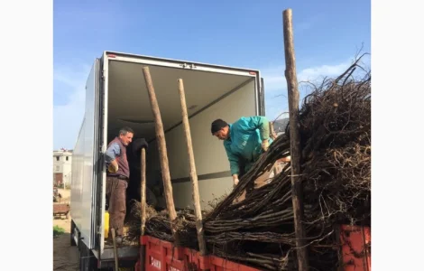 Продам саженцы грецкого ореха. Сорт Сhandler.Привитые. продажа осень 2020. Звоните