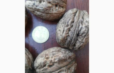 Саженцы грецкого ореха