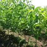 Біла бабрчка це грецький горіх сорт Яцек