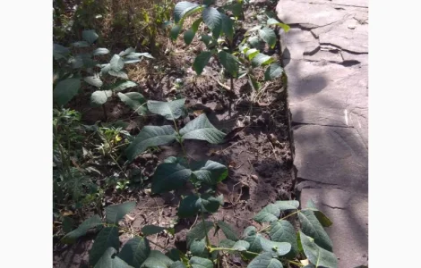 Продаю саженцы ореха, до 1 метра